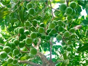 Đắk Lắk: Tìm vùng trồng thích hợp cho cây mắc ca 